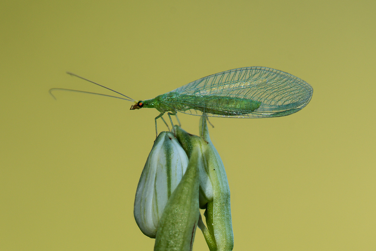 Crisopa ?  Chrysoperla sp. !